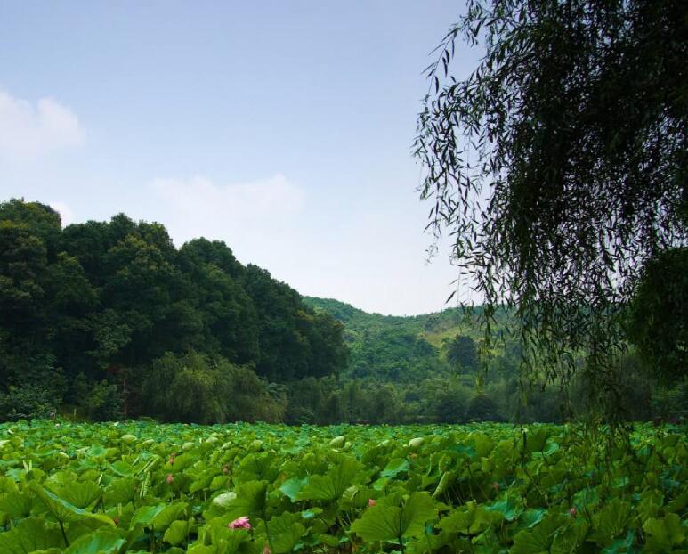 华岩寺景区景观提档升级工程